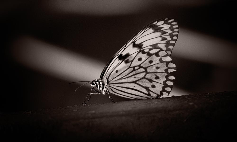 Menopause-butterfly