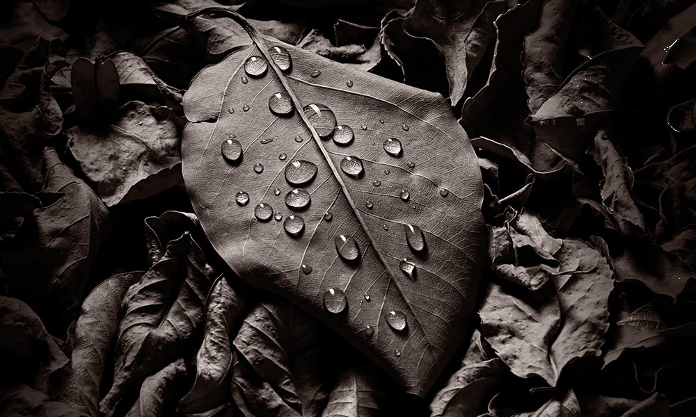 hyperhidrosis-leaves